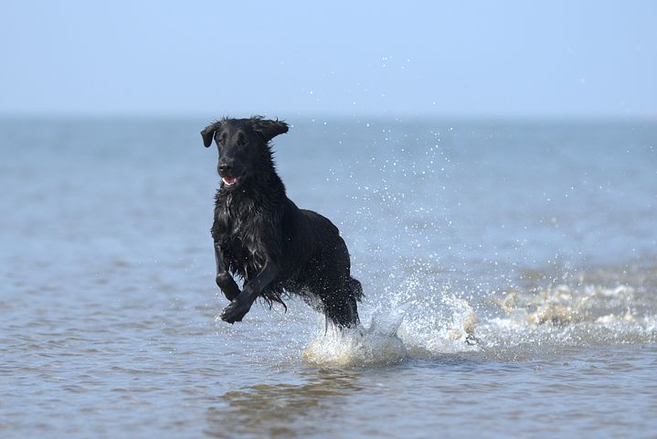 flatcoated retriver mer