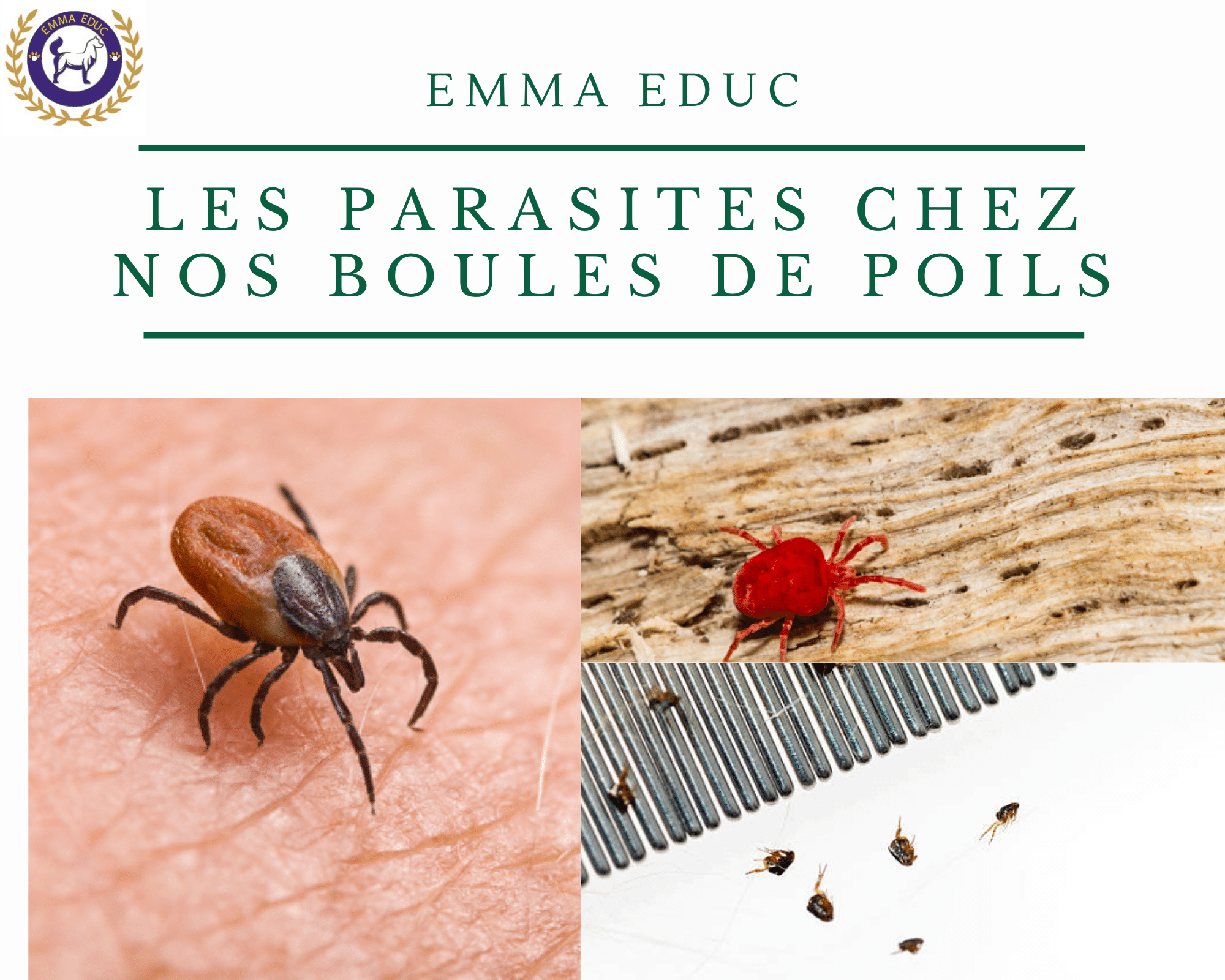 les parasites externes