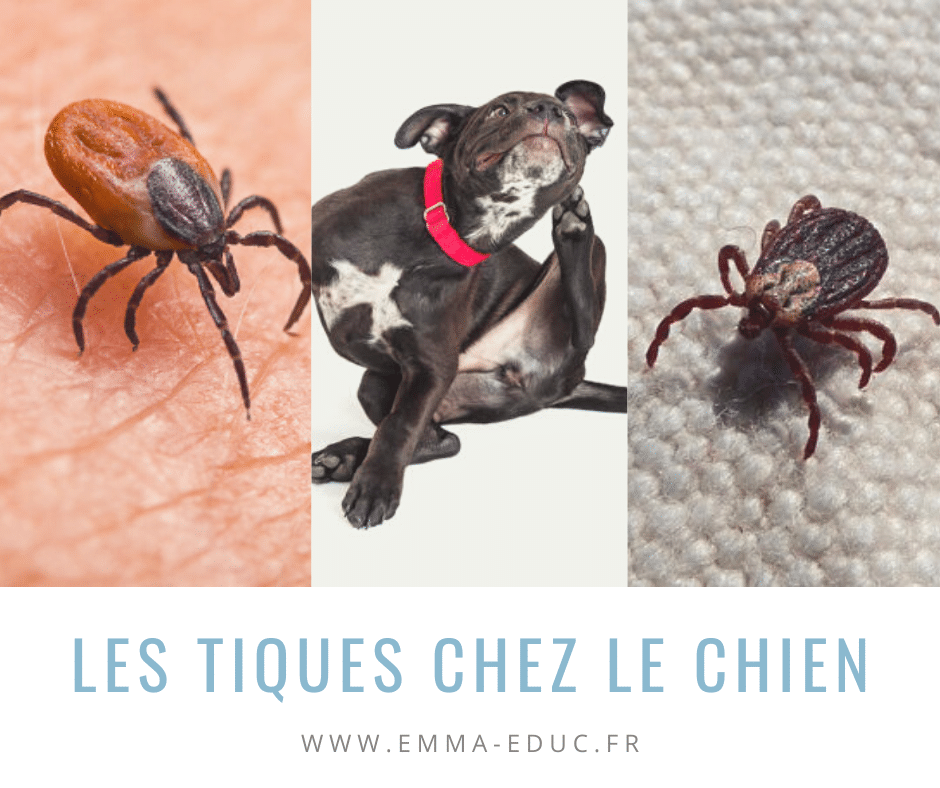 Les tiques chez le chien: comment s’en protéger?